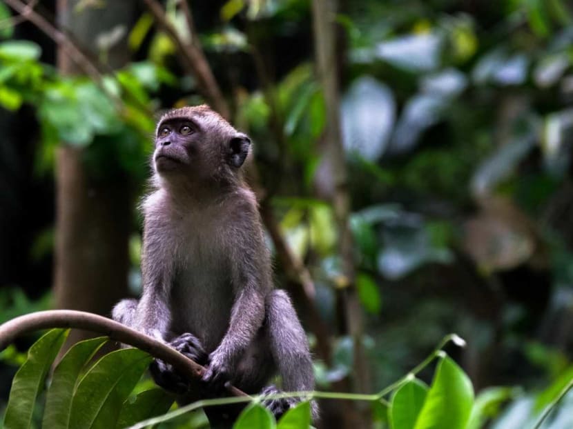 In the three-year campaign, residents are being urged to resist the temptation to feed long-tailed macaques, as this could result in them raiding their homes for food.