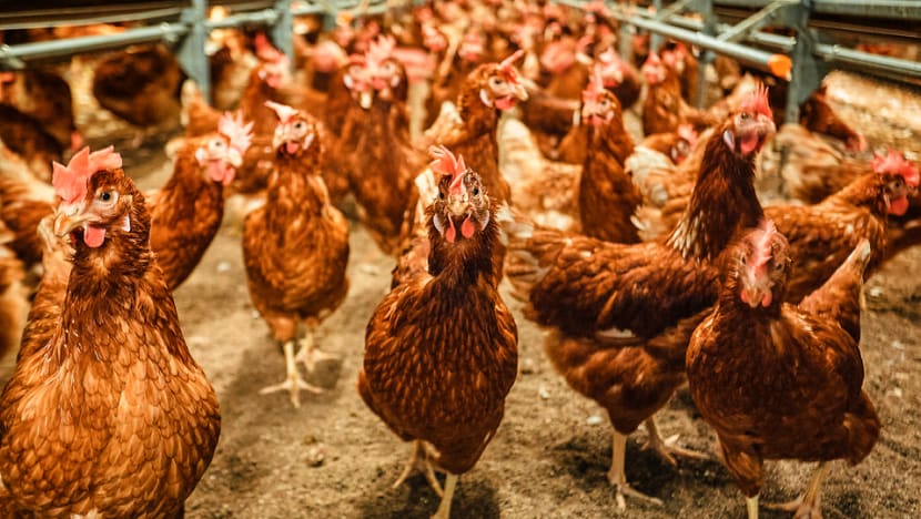 No food safety issues found at local egg farm, following complaint about poor poultry welfare: SFA No food safety issues found at local egg farm, following complaint about poor poultry welfare: SFA