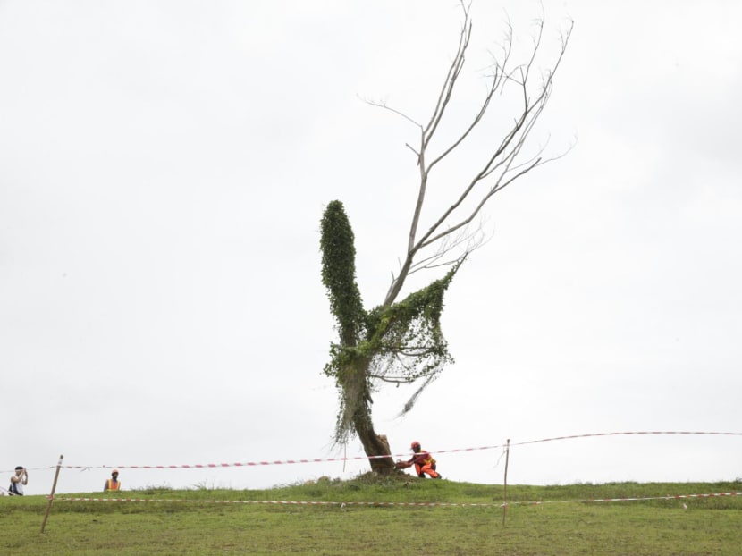 Popular Instagram tree in Punggol removed
