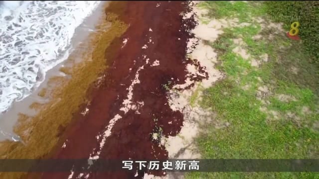 大西洋海藻数量写下新高 危害环境和旅游业