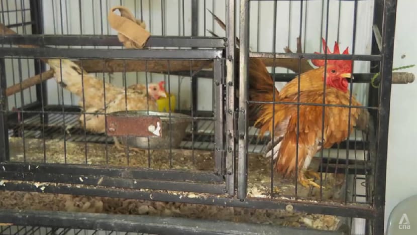 Rise in abandoned pet chickens in Singapore leads to space shortage at shelters Rise in abandoned pet chickens in Singapore leads to space shortage at shelters