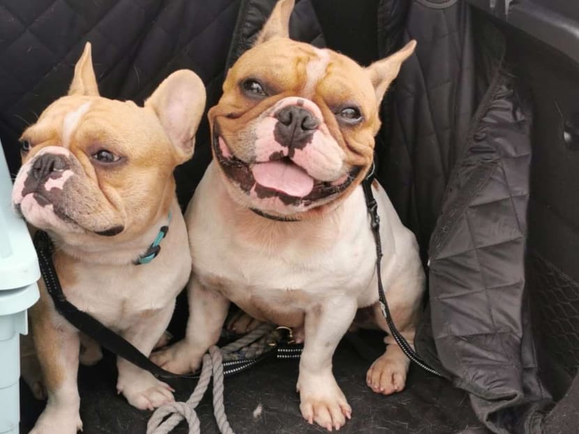 Two French bulldogs named Chocoby and Hunniby died after they were left locked in the boot of a hatchback for about 1.5 hours in a car park.