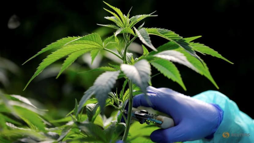 Canberra becomes first Australian city to legalise cannabis for personal use Canberra becomes first Australian city to legalise cannabis for personal use