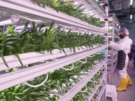 Baby spinach, which is typically imported from Italy, Australia and America, is also difficult to grow in Singapore’s climate but Artisan Green has managed to do it and has been growing the vegetable since 2018.