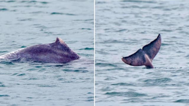 粉红海豚悠游我国南部水域