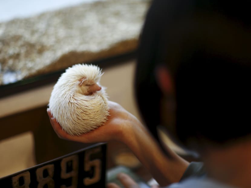 Gallery Japanese line up to cuddle hedgehogs carefully TODAY