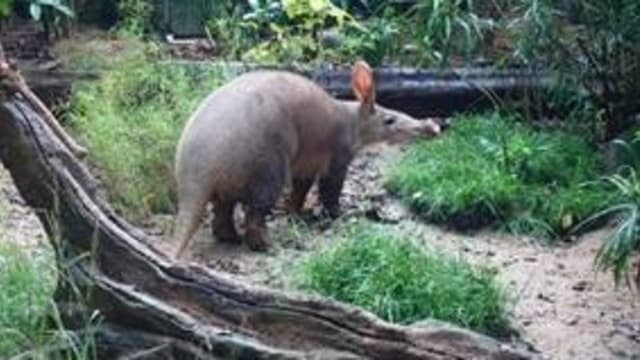 新加坡夜间动物园迎来了第一头土豚和眼镜鸮