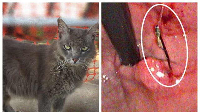 圣约翰岛流浪猫吞食鱼钩！所幸胃无穿孔