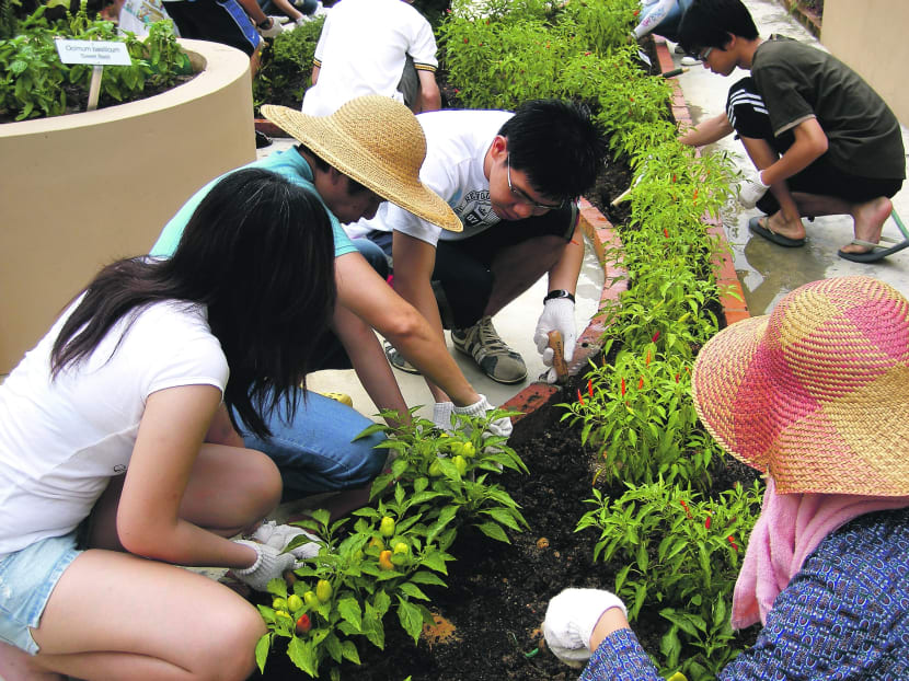 Volunteers and residents at the Bishan Home for the Intellectually Disabled tending to their community garden. Photo: National Parks Board