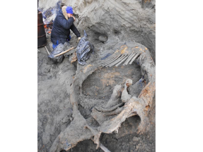 Researchers at the excavation site of a mammoth carcass in northern Russia's Siberia region near the Kara Sea. Photo: AP