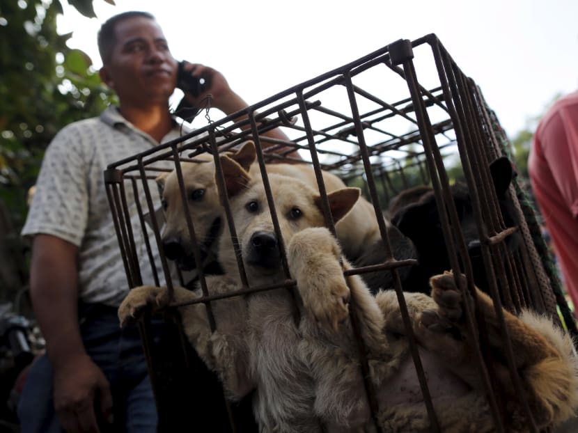 Dogs are kept in a cage at Dashichang dog market ahead of a local dog meat festival in Yulin, Guangxi Autonomous Region. Reuters file photo