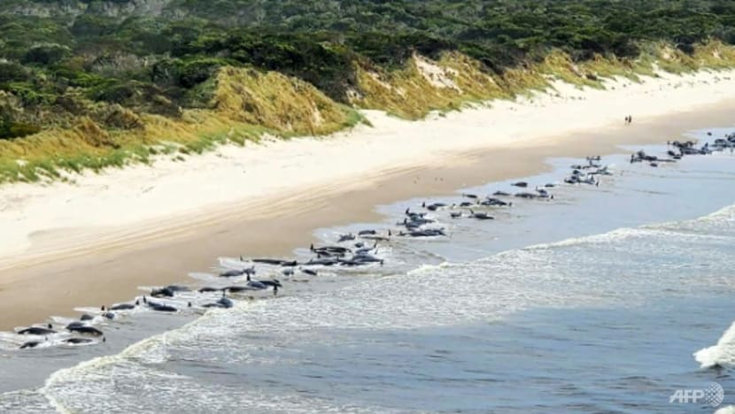 230 pilot whales stranded in Australia, 'about half' feared dead