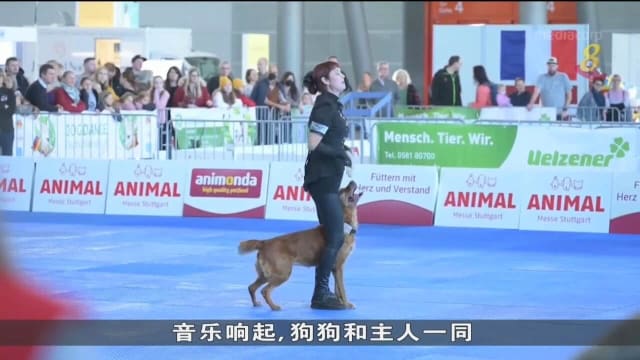 德国一年一度狗狗舞蹈比赛登场