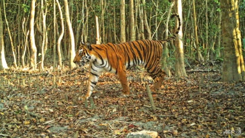 Bangladesh major hub for tiger poaching: Study
