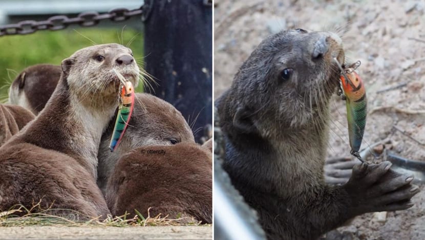 Public urged to fish responsibly after multi-agency effort to free baby otter from fishing hook Public urged to fish responsibly after multi-agency effort to free baby otter from fishing hook