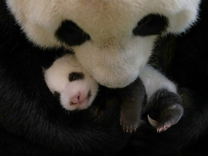 Giant panda Yuan Yuan keeps her 36-day-old cub by her mouth at Taipei Zoo, which has celebrated a flurry of births in recent months.