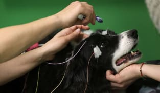 Dogs can associate words with objects, study finds