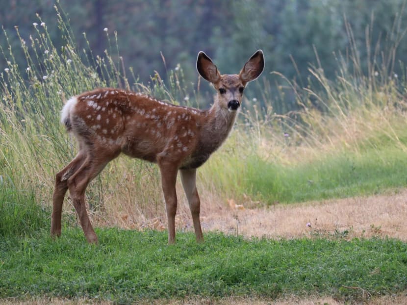 The findings, which are based on samples collected through December 2021, provide more evidence that deer could be a reservoir of the virus and a potential source of future variants, which could spill back into human populations.