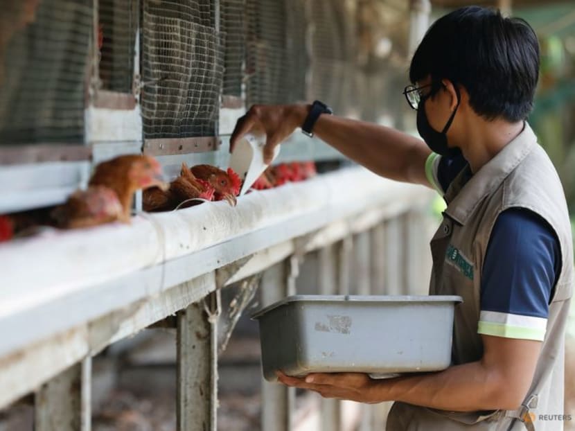 A worker feeds chickens with maggots at a Biomagg office in Depok, on the outskirts of Jakarta, Indonesia, Nov 23, 2021. A worker feeds chickens with maggots at a Biomagg office in Depok, on the outskirts of Jakarta, Indonesia, Nov 23, 2021.