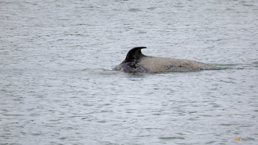 French officials to use orcas sounds to guide lost killer whale back to sea French officials to use orcas sounds to guide lost killer whale back to sea