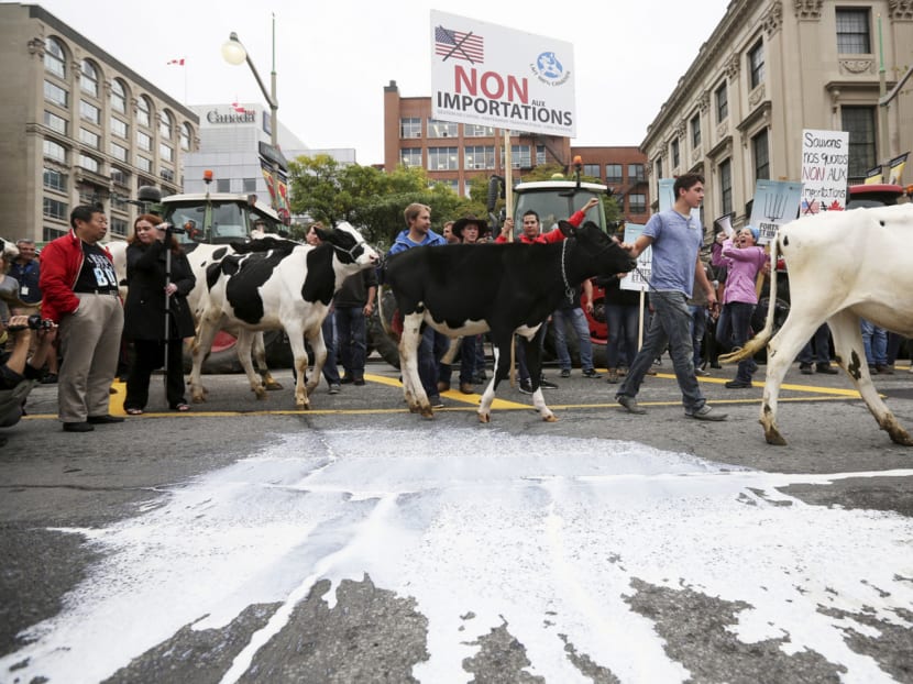 Dairy farmers with their cows during a protest against the TPP in Ottawa last month. Farmers are worried about losing milk revenue to foreigners under the pact. Photo: Reuters