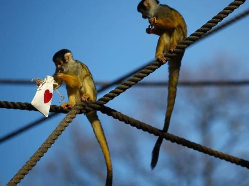 Mealworm Valentine treats charm London Zoo's squirrel monkeys Mealworm Valentine treats charm London Zoo's squirrel monkeys