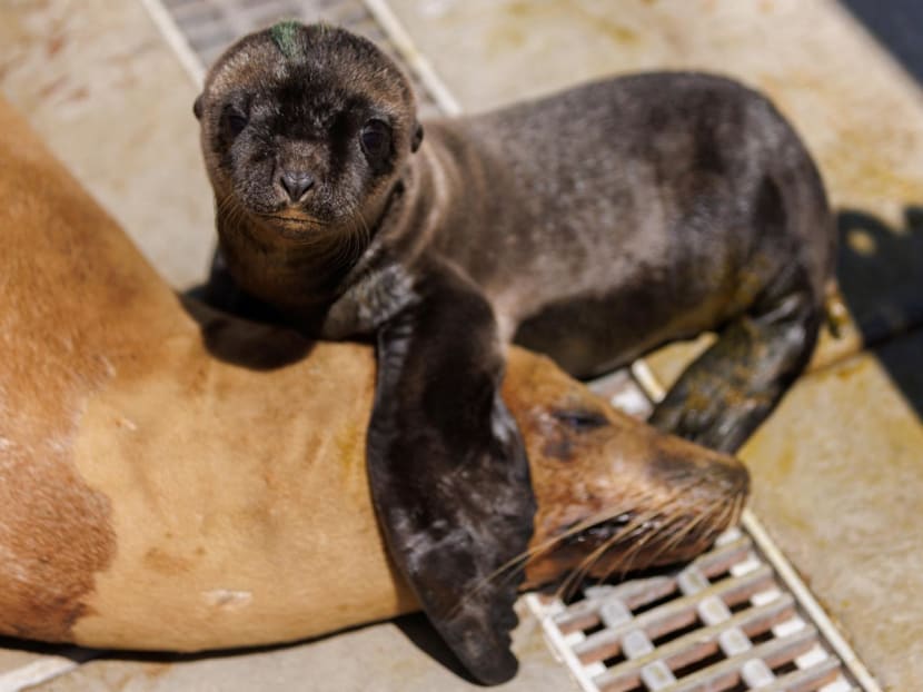 20230628 reuters sealion