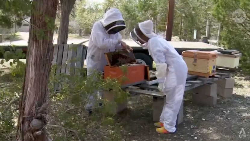 How do you vaccinate a bee? Insect world abuzz over first vaccine to save declining honeybees
