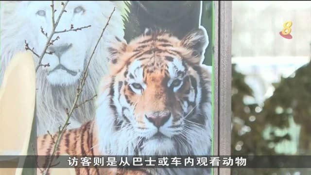 日本动物园老虎袭击管理员 一人被咬断手