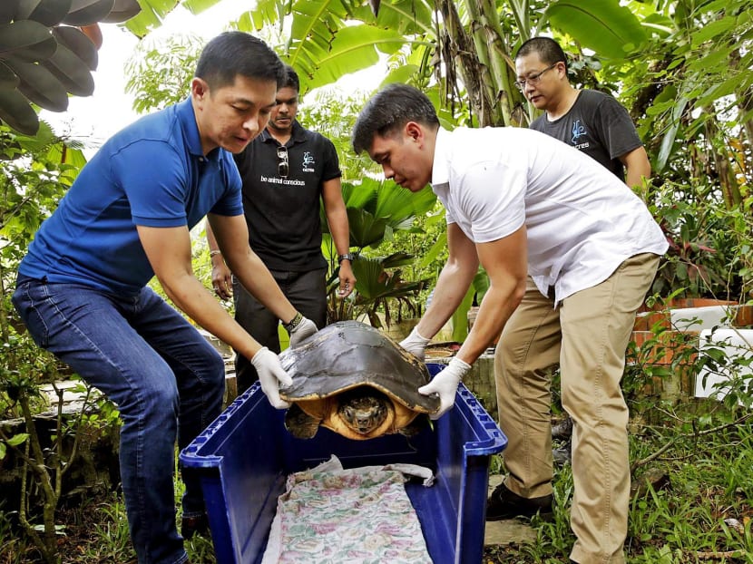 Social and Family Development Minister Tan Chuan-Jin and Acres founder and CEO Louis Ng (in white) transferring Rahayu, the rescued Malaysian giant turtle, into a transport crate back to Pahang. Photo: Wee Teck Hian/TODAY