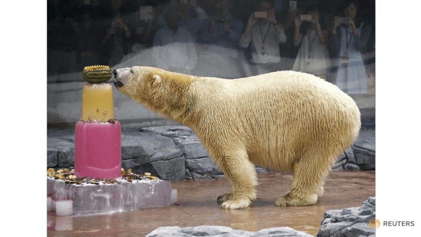 inuka--the-first-polar-bear-born-in-the-tropics--enjoys-an-ice-cake-during-its-25th-birthday-celebr---3388662.png