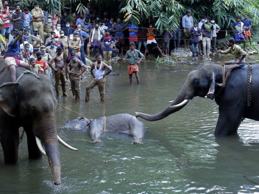 Policemen and onlookers watch from the banks of the Velliyar River in Palakkad district of Kerala state as a dead wild elephant is retrieved after suffering injuries caused when locals fed the elephant a pineapple filled with firecrackers, May 27, 2020.