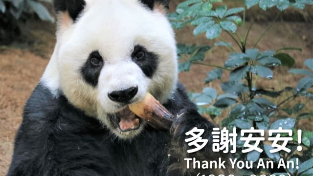 全球最长寿圈养雄性大熊猫在香港接受安乐死