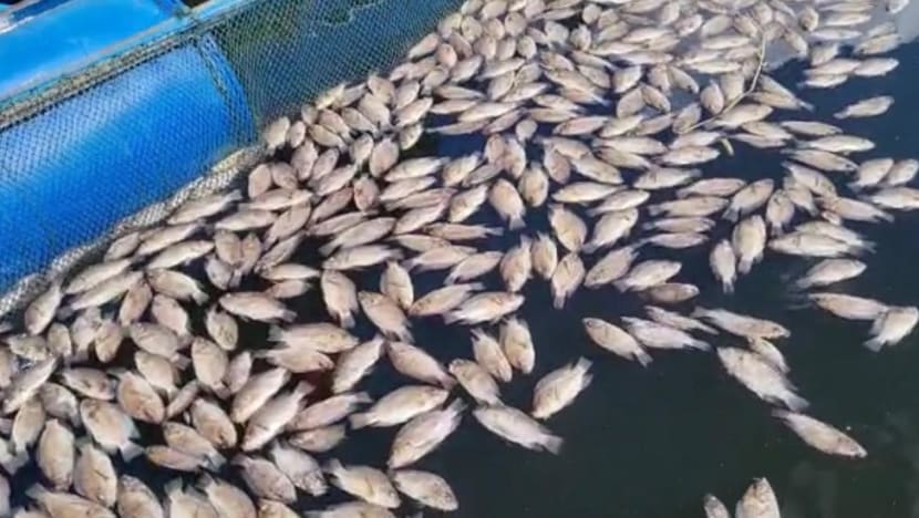 Ribuan ikan mati di Danau Maninjau angkara cuaca ekstrem & kerakusan manusia