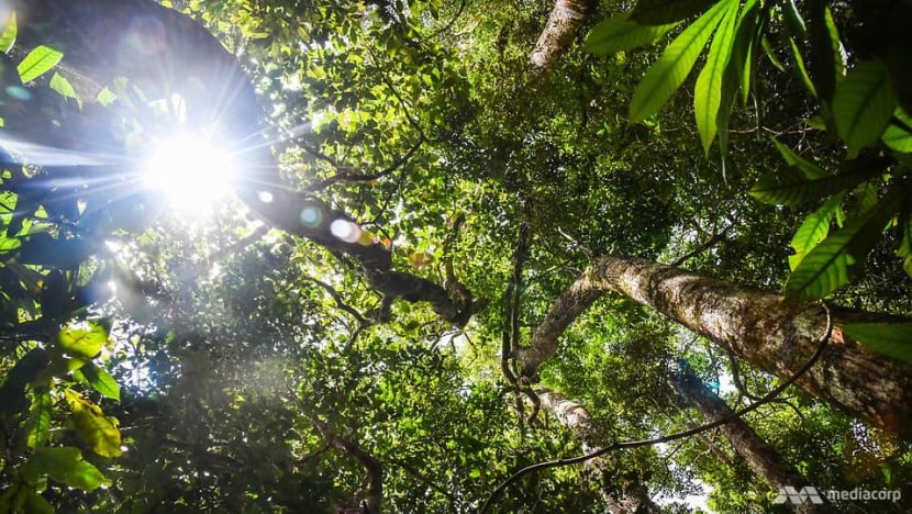 COVID-19: Why saving our forests can help stop the next pandemic COVID-19: Why saving our forests can help stop the next pandemic