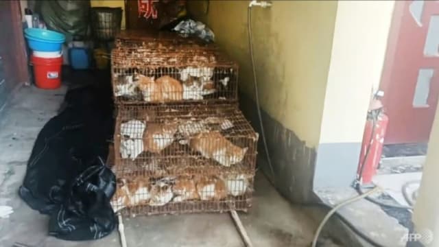 塞满11笼准备送屠宰厂  中国警方救出近150只猫