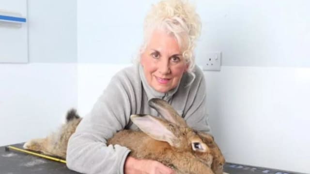 世界最大兔子遭窃 英国警方展开调查