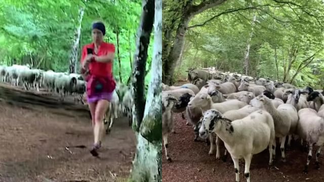 身后跟了上百只羊　慢跑女孩偶然成牧羊的少女