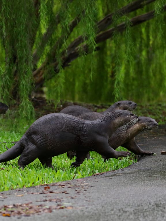 Otter population up sharply but still manageable, say experts who urge public to learn to co-exist with them