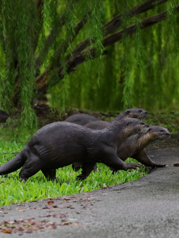 Otter population up sharply but still manageable, say experts who urge public to learn to co-exist with them Otter population up sharply but still manageable, say experts who urge public to learn to co-exist with them