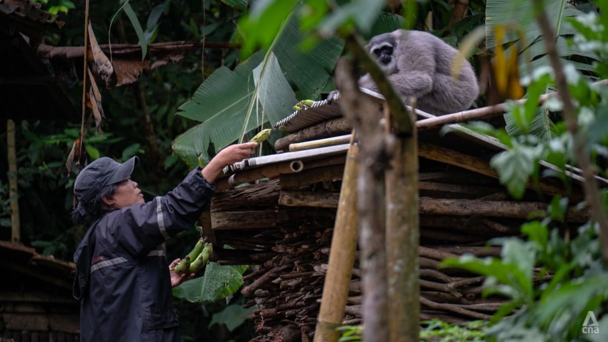 Seorang wanita tunanetra berjuang untuk menyelamatkan owa yang terancam punah di sebuah desa terpencil di Indonesia