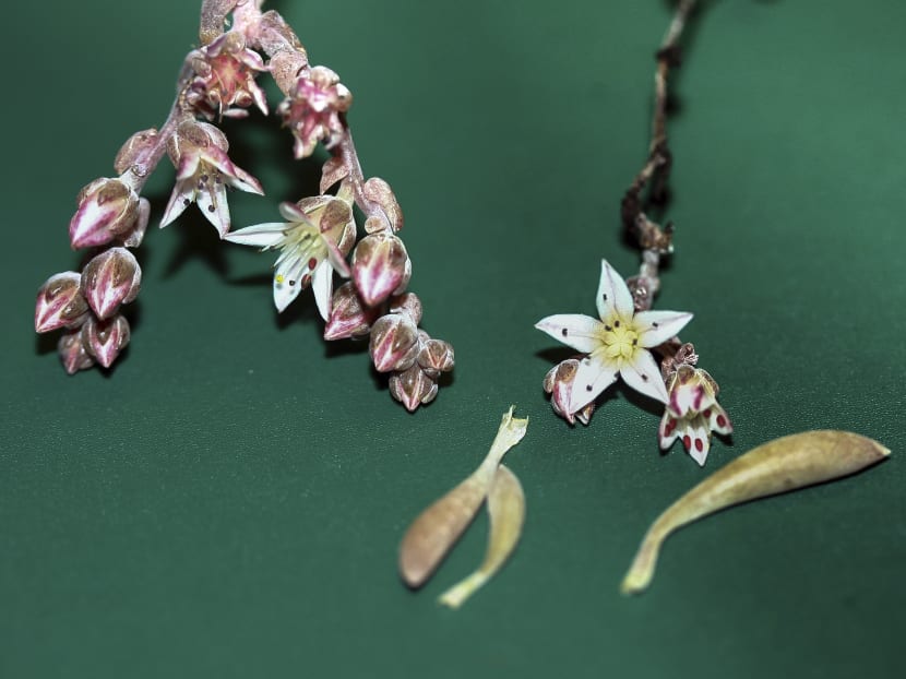 This undated photo shows a newly discovered rare plant that researches have named after famed rock guitarist Jimi Hendrix. Photo: San Diego State University via AP