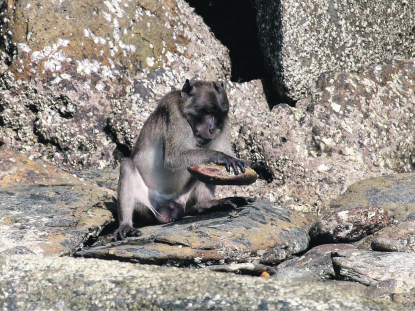 A Burmese long-tailed macaque using a stone tool to crack open shellfish. Photo: NTU