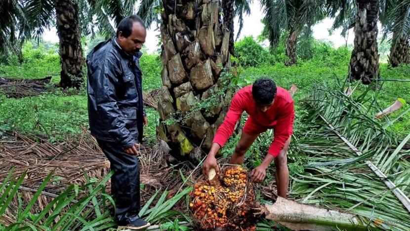 India's palm oil imports fall in July as soyoil jumps to record high