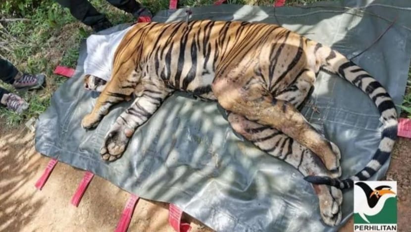 Harimau belang jantan yang cedera di Terengganu berjaya ditangkap