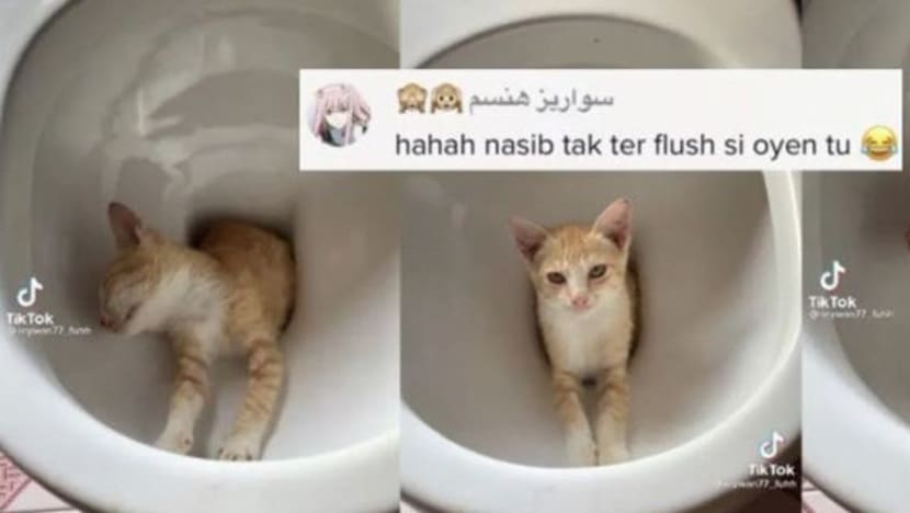Video kucing tidur lena dalam mangkuk tandas tular di internet