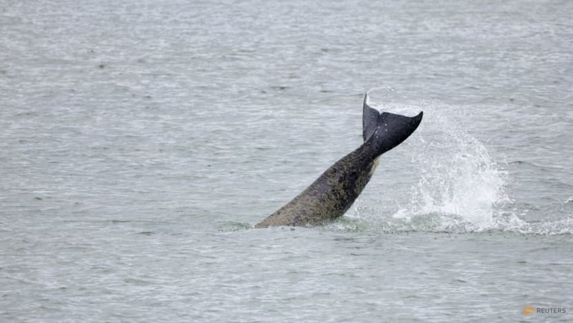 French officials to use orcas sounds to guide lost killer whale back to sea French officials to use orcas sounds to guide lost killer whale back to sea