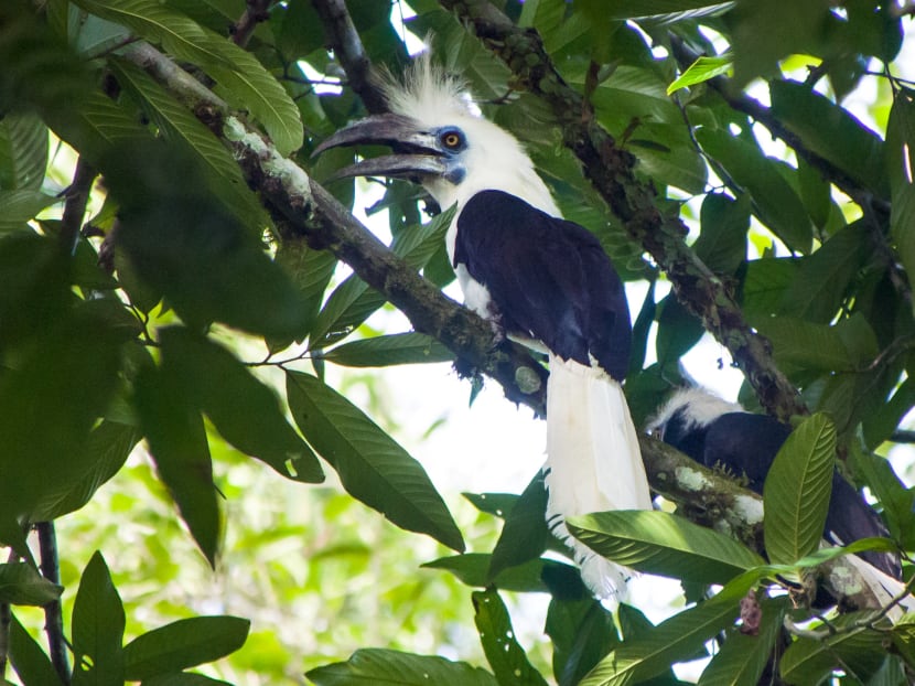 A white-crowned Hornbill. Focusing on 308 forest-dependent bird species in Sundaland — a region that includes Borneo, Sumatra and Java — scientists found that the loss of forest habitat in the area, combined with hunting or poaching, resulted in a “much higher population loss” than when accounted for separately.