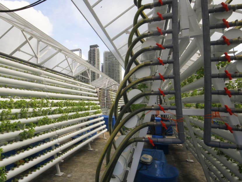 Gallery: S’pore’s 1st rooftop farm aims to supply produce to F&B outlets