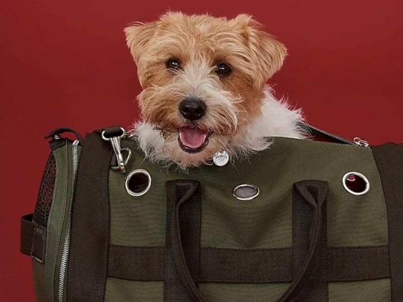 Prada, Dog, Prada Renylon And Saffiano Leather Pet Bag